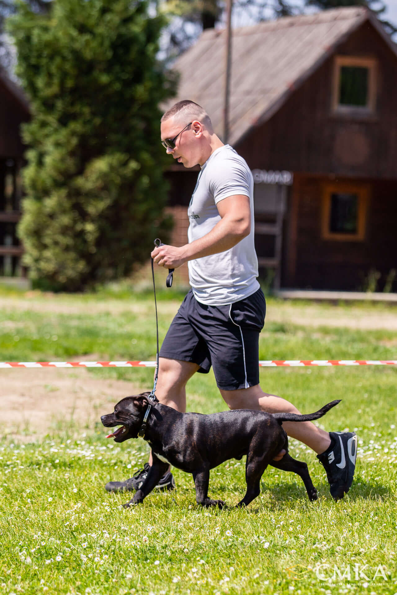 Pohyb ve výstavním kruhu na semináři pro plemeno SBT